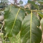 Eucalyptus deglupta Leaf