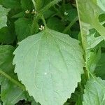 Galinsoga quadriradiata Fuelha