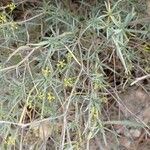 Bupleurum fruticescens Folha