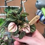 Peperomia albovittata 叶