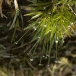 Lachnocaulon anceps Habit