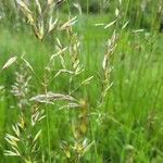 Avenula pubescens Fula