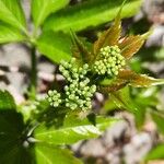 Parthenocissus quinquefoliaBlodyn