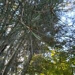 Pinus bungeana List