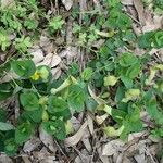Aristolochia fontanesii Fula