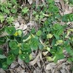 Aristolochia fontanesii Fiore