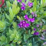 Polygala myrtifoliaBlüte