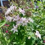 Campanula × digenea