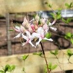 Rhododendron periclymenoides Flower