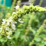 Ocimum americanum Virág