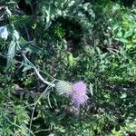 Cirsium texanum Květ