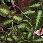 Episcia lilacina Fruto