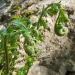 Polystichum acrostichoides ഇല