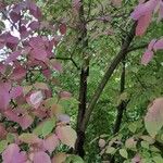 Cornus alternifolia Habitus