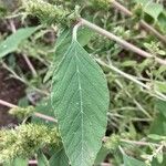 Amaranthus hybridus Blatt