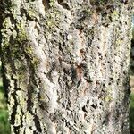 Quercus faginea Rinde