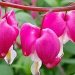 Lamprocapnos spectabilis फूल