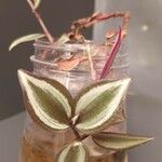 Tradescantia zebrina Листок