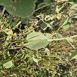 Abutilon pannosum Folha