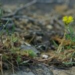 Sedum forsterianum Habit