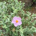 Cistus albidusফুল