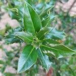 Ilex aquifolium Liść
