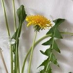 Taraxacum lamprophyllum Leaf