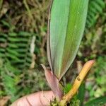 Comparettia falcata Blad