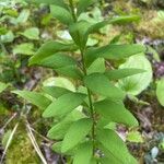 Comandra umbellata Leaf