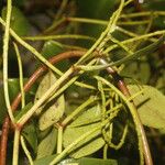 Peperomia glabella Folla