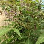 Vitex negundo Folha