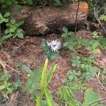 Elephantopus elatus Flor