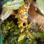 Bulbophyllum sterile