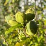 Hibiscus syriacus Fruto