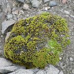 Xenophyllum rigidum Yeri