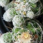 Mammillaria gracilisBloem