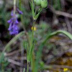 Silene conica অভ্যাস