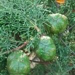 Cupressus sempervirens Fruit