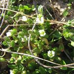 Cerastium diffusum Mosusu