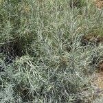 Artemisia filifolia ᱥᱟᱠᱟᱢ