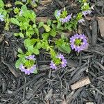 Scaevola aemulaBlüte