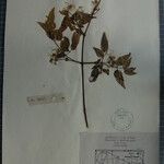 Clematis gouriana 其他