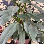 Philodendron hastatumLeaf