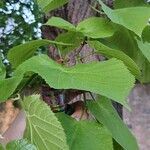 Tilia americana Blad