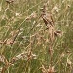 Themeda triandra Libunga
