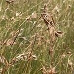 Themeda triandra Habit