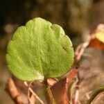 Ranunculus micranthus Levél