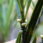 Podocarpus novae-caledoniae Flower