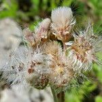 Antennaria media Flower