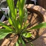 Plantago ovata Blatt